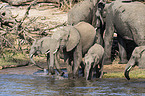 African elephants