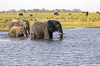 African Elephants