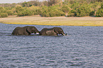 African Elephants