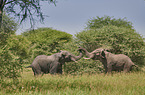 African Elephants