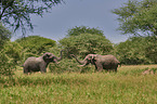 African Elephants