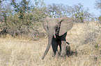 walking African Elephant