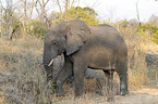 walking African Elephant