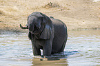 African Elephant in the water