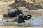 African Elephants in the water