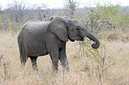 African Elephant