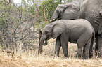 African Elephants