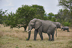 African elephants