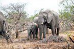 African elephants