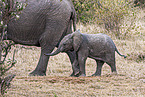 African Elephant