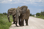 African elephants