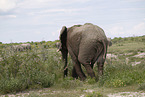 African elephant