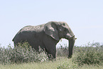 African elephant