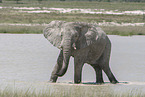 African elephant