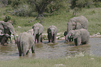 African elephants