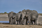 African elephants