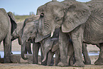 African elephants