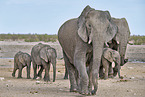 African elephants