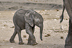 African elephants