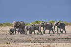 African elephants