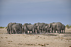 African elephants