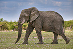 African elephant