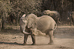 African Elephant