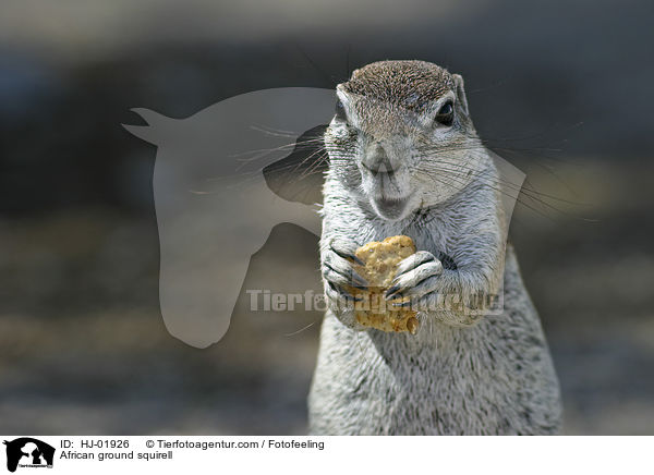 Afrikanisches Borstenhrnchen / African ground squirell / HJ-01926