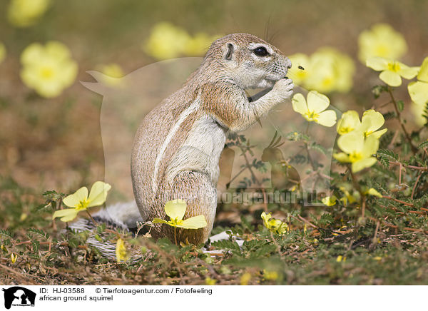 Afrikanisches Borstenhrnchen / african ground squirrel / HJ-03588
