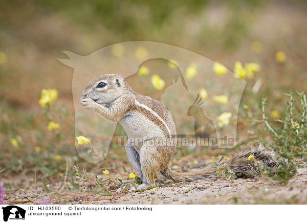 african ground squirrel / HJ-03590