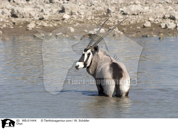 Oryxantilope am Wasserloch / Oryx / WS-01444