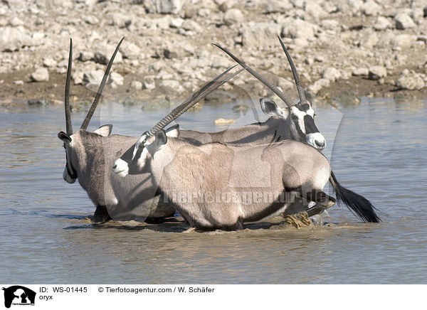 Oryxantilopenherde am Wasserloch / oryx / WS-01445