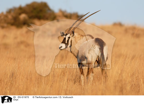 Oryxantilope / Oryx / DV-01970