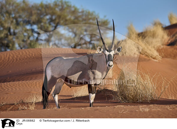 Oryxantilope / Oryx / JR-06882