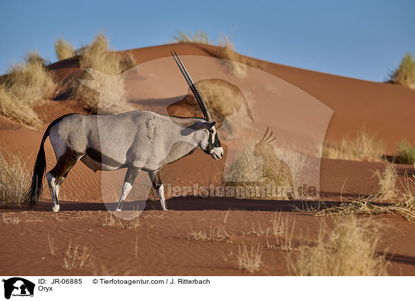 Oryxantilope / Oryx / JR-06885