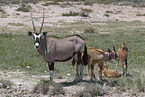 oryx antelopes