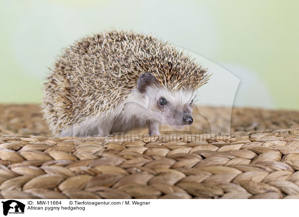 Afrikanischer Weibauchigel / African pygmy hedgehog / MW-11664