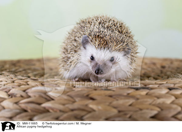 Afrikanischer Weibauchigel / African pygmy hedgehog / MW-11665