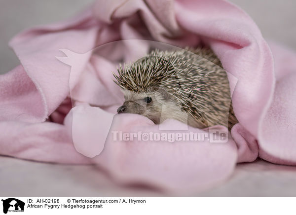 Afrikanischer Weibauchigel Portrait / African Pygmy Hedgehog portrait / AH-02198