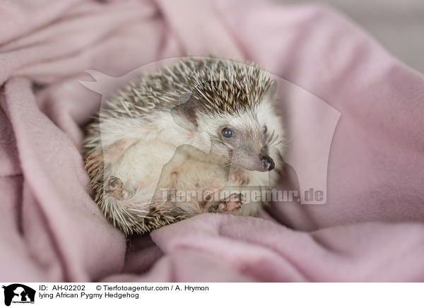 liegender Afrikanischer Weibauchigel / lying African Pygmy Hedgehog / AH-02202