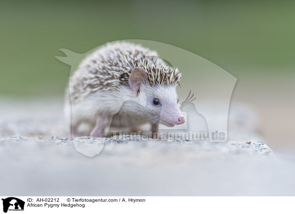 Afrikanischer Weibauchigel / African Pygmy Hedgehog / AH-02212