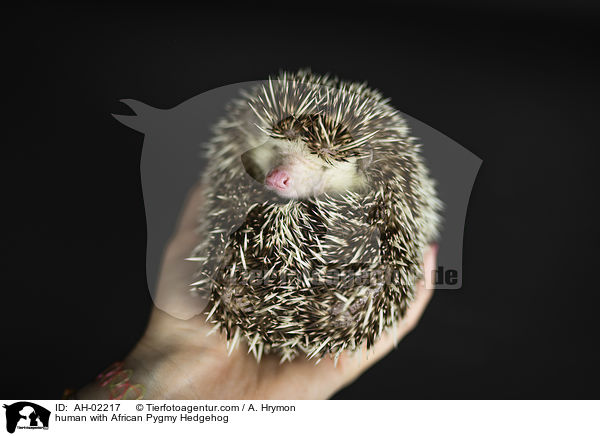 Mensch mit Afrikanischer Weibauchigel / human with African Pygmy Hedgehog / AH-02217