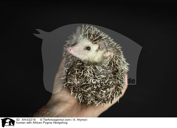 Mensch mit Afrikanischer Weibauchigel / human with African Pygmy Hedgehog / AH-02218