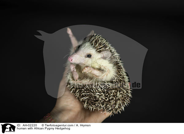 Mensch mit Afrikanischer Weibauchigel / human with African Pygmy Hedgehog / AH-02220