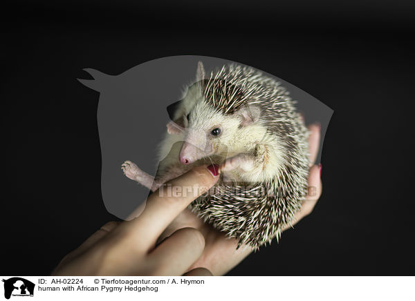 Mensch mit Afrikanischer Weibauchigel / human with African Pygmy Hedgehog / AH-02224