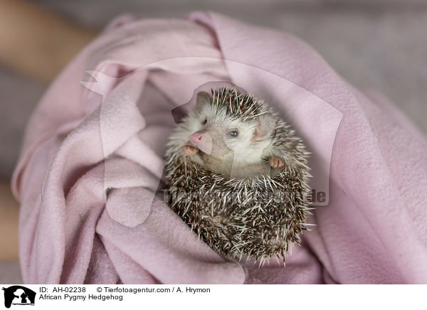 Afrikanischer Weibauchigel / African Pygmy Hedgehog / AH-02238