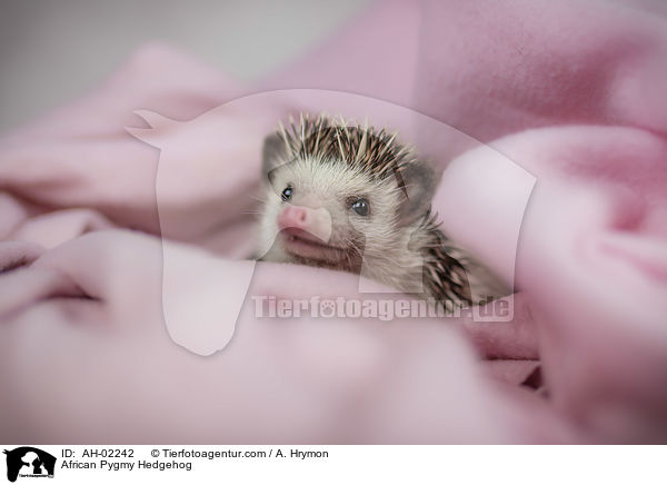 Afrikanischer Weibauchigel / African Pygmy Hedgehog / AH-02242