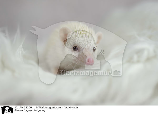 Afrikanischer Weibauchigel / African Pygmy Hedgehog / AH-02256