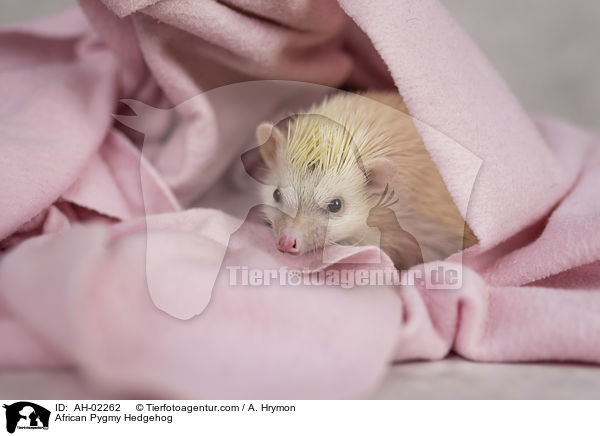 Afrikanischer Weibauchigel / African Pygmy Hedgehog / AH-02262