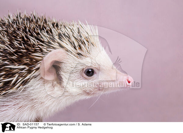 Afrikanischer Weibauchigel / African Pygmy Hedgehog / SAD-01157